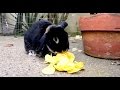 Backwards Rabbit - Parry Gripp 