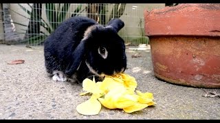 Backwards Rabbit - Parry Gripp