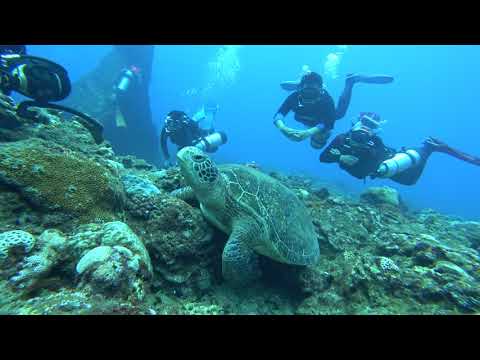 20171029 Resting turtle w/ side-mount squad 2