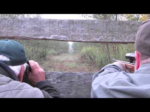 Hunting in Hungary - Wild Boar and Red Stag
