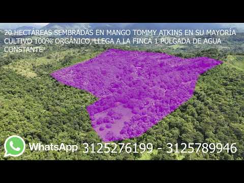 VENDO HERMOSA FINCA DE 100 HA EN NORTE DE SANTANDER, POR LA TIENDA CONTADERO.