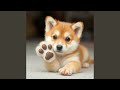 Lovely Puppy
