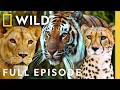 Which Big Cat is the Best? (Full Episode) | SPECIAL | Nat Geo Animals