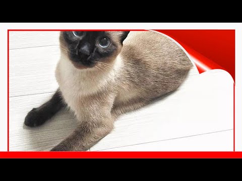 Siamese Cats: 5 Facts About Them That You Need To Know Before Adopt 😃
