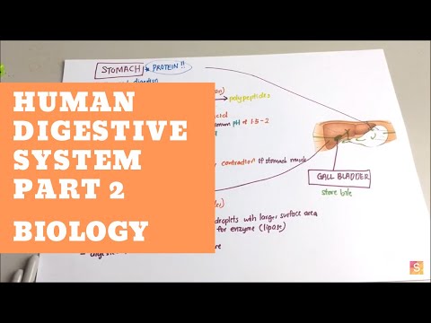 Biology - Human Digestive System Part 2 Video