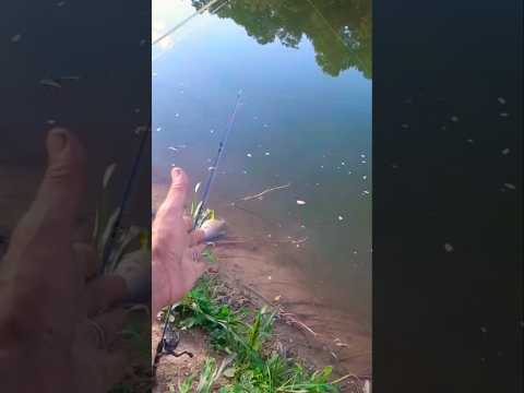 Pescador do rio Urucuia MG,mostra sua rotina na pesca🎣. #shorts #pescaria #fishing #vidanaroça