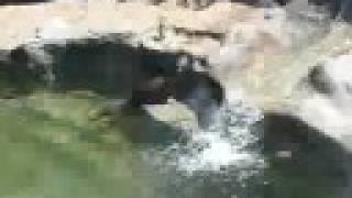 preview picture of video 'Washington Park Zoo Michigan City  Indiana'
