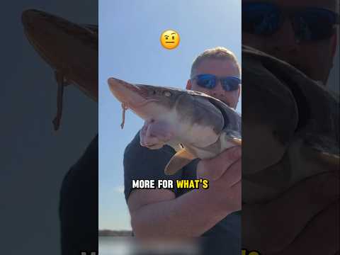 What's Inside This Fish's Belly Is Worth More Than the Meat