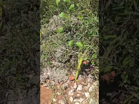 Dragon fruit growing while in St, Elizabeth