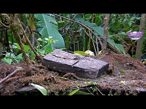 Trio Of Orange-billed Sparrows Visit The Panama Fruit Feeder – Jan 14, 2020