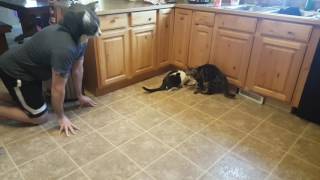 Cats scared by cat mask