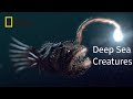 Deep Sea Creatures National Geographic Documentary 2017 HD