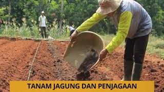 Tanaman Jagung dan Penjagaan