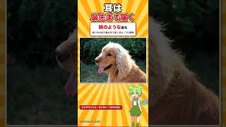 【犬種シリーズ #38】名前の由来は「ヤマシギ」という鳥｜イングリッシュ・コッカー・スパニエル