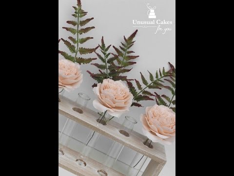 download lagu mp3 mp4 Fondant Fern, download lagu Fondant Fern gratis, unduh video klip Fondant Fern