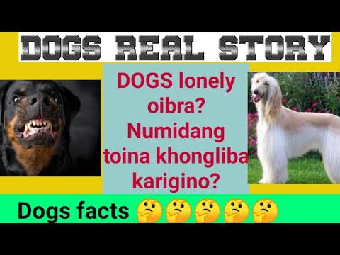 DOG na Numidang toina khongli karigino, Dog lonely oibra? kapra? Dog ki asengba wari? facts,foods