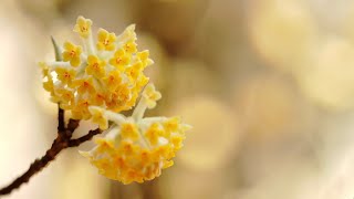 [8K] [4K] 不動尻 ミツマタ Mitsumata Blossoms in Early March – Fudōjiri, Atsugi City, Kanagawa, Japan