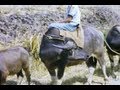 Las Piñas Countryside The Phillipines Late 1950 S 8mm