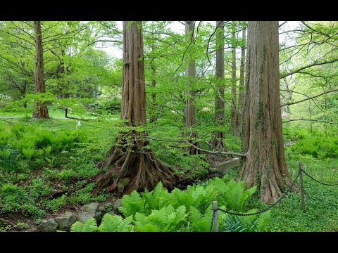 #poem /English poem recitation /how to sing poem /tree