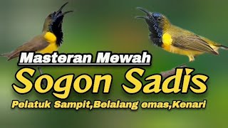 Download lagu SOGON JUARA MATERI PELATUK SAMPIT,BELALANG EMAS,KENARI#masteranburung #sogon #sogokontong mp3