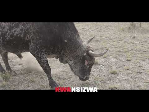 R.I.P NTIBANE - HAMBA KAHLE NSIZWA