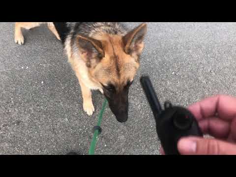 YouTube video about: Are vibration collars bad for dogs?