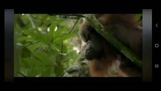 Download lagu Instrument Musik Sape Dayak Kalimantan mp3