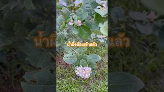 Download lagu จะมีเลม่อนไว้ทำน้ำเลม่อนสักที #gardening #lemon mp3