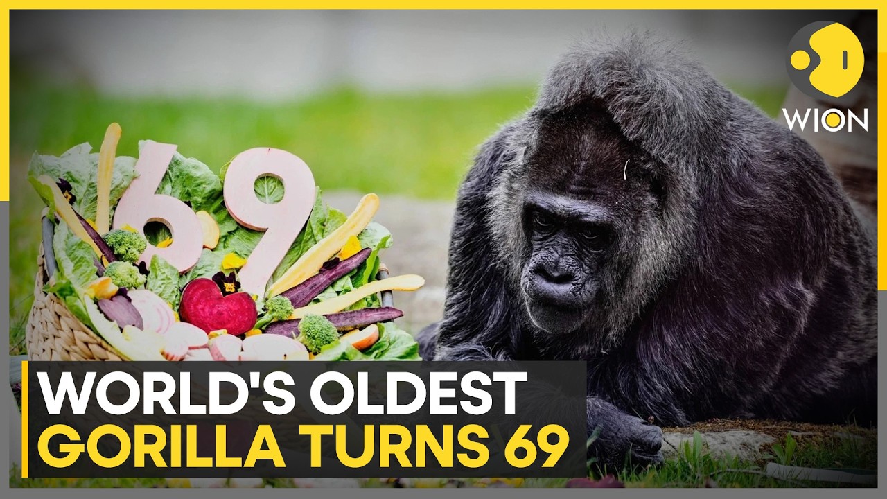 World’s Oldest Gorilla Turns 69: Fatou Celebrates at Berlin Zoo | WION