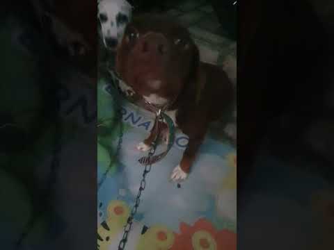 Vídeo de belinha 