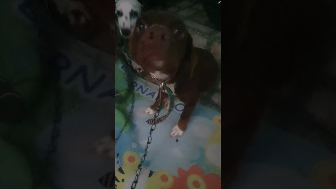Cachorro raça Basset-Cofap idade 1 ano nome belinha 