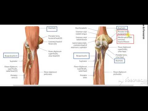 Flexor digitorum profundus 4