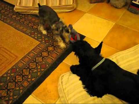 BG and Nibbles Tug of War