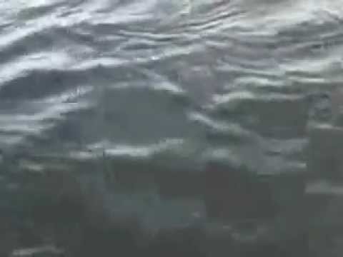 Pike Attacks Walleye On Dusey Lake