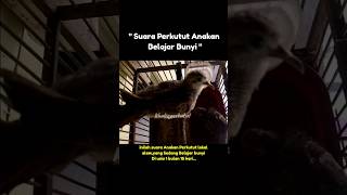 Download lagu Suara Perkutut Anakan |kholiqperkutut mp3 Download lagu Suara Perkutut Anakan |kholiqperkutut mp3