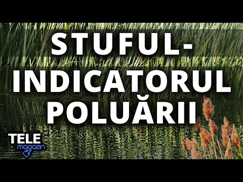 Stuful - filtru natural, dar şi pericol pentru vietăţi. De ce trag alarma ecologiştii?