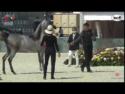N 25 AJ KAYYA   Abu Dhabi International Arabian Horse Championship 2021   Yearling Fillies Class 1B