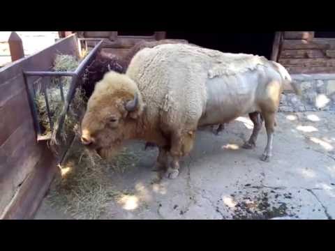 Belgrade Zoo (Serbia) - All Animals