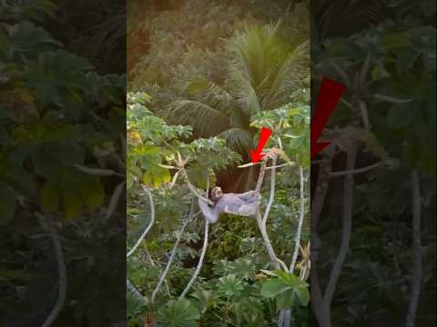 मौत भी इसे पेड़ से नीचे नहीं गिरा सकती! 😱 Sloth के हैरान कर देने वाले Facts | Animal Facts Hindi