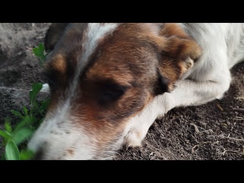 обзор приватки rooster gun версия 1.0