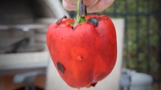 Peeling Roasted Pepper Trick | Barbecue Tricks