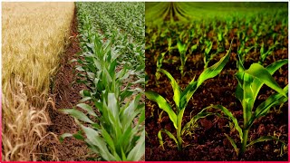 How To Improve Soil Quality For Farming | Soil Health and Conservation | Sustainable Agriculture