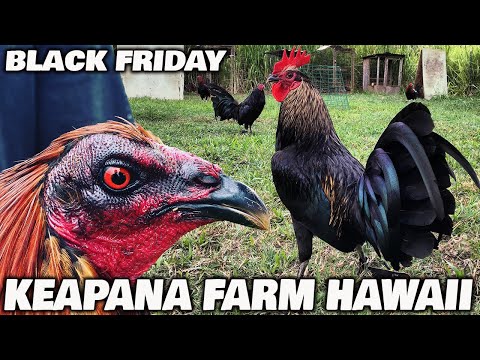 Beautiful Black Birds - Keapana Farm Hawaii