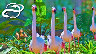 #15 完成！ オオフラミンゴの飼育エリア  飼育環境の制作【Planet Zoo・建築実況】