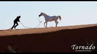 Tornado and the Kalahari Horse Whisperer