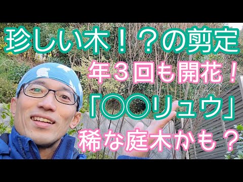 6月に庭で何を剪定しますか？やり方は？完全なガイドをご覧ください。  庭園