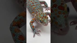 Download lagu Up Close with a Tokay Gecko in 4K – Nature’s Living Artwork! #4KGecko #TokayGecko #gecko #geckota mp3