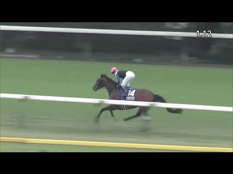 2019 Japan Cup International Group 1 2400m