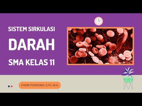 SISTEM SIRKULASI DARAH / SISTEM PEREDARAN DARAH / BIOLOGI SMA KELAS XI / HUMAN CIRCULATORY SYSTEM