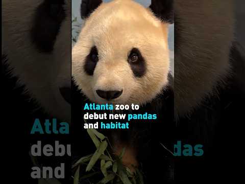 Atlanta zoo to debut new pandas and habitat